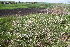  ( - 152_018)  @11 [ ] CreativeCommons-Attribution Non-Commercial Share-Alike (2021) Kostrzyca Forest Gene Bank Kostrzyca Forest Gene Bank
