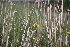  ( - 152_021)  @11 [ ] CreativeCommons-Attribution Non-Commercial Share-Alike (2021) Kostrzyca Forest Gene Bank Kostrzyca Forest Gene Bank
