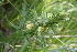  ( - 154_001)  @11 [ ] CreativeCommons-Attribution Non-Commercial Share-Alike (2020) Kostrzyca Forest Gene Bank Kostrzyca Forest Gene Bank