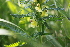  (Pedicularis - 154_002)  @11 [ ] CreativeCommons-Attribution Non-Commercial Share-Alike (2020) Kostrzyca Forest Gene Bank Kostrzyca Forest Gene Bank