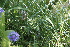  ( - 154_003)  @11 [ ] CreativeCommons-Attribution Non-Commercial Share-Alike (2021) Kostrzyca Forest Gene Bank Kostrzyca Forest Gene Bank