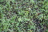  ( - 158_001)  @11 [ ] CreativeCommons-Attribution Non-Commercial Share-Alike (2020) Kostrzyca Forest Gene Bank Kostrzyca Forest Gene Bank