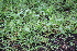  ( - 158_002)  @11 [ ] CreativeCommons-Attribution Non-Commercial Share-Alike (2020) Kostrzyca Forest Gene Bank Kostrzyca Forest Gene Bank