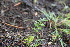  ( - 158_003)  @11 [ ] CreativeCommons-Attribution Non-Commercial Share-Alike (2020) Kostrzyca Forest Gene Bank Kostrzyca Forest Gene Bank