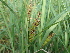  ( - 162_001)  @11 [ ] CreativeCommons-Attribution Non-Commercial Share-Alike (2020) Kostrzyca Forest Gene Bank Kostrzyca Forest Gene Bank