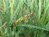  ( - 162_002)  @11 [ ] CreativeCommons-Attribution Non-Commercial Share-Alike (2020) Kostrzyca Forest Gene Bank Kostrzyca Forest Gene Bank