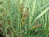  ( - 162_003)  @11 [ ] CreativeCommons-Attribution Non-Commercial Share-Alike (2020) Kostrzyca Forest Gene Bank Kostrzyca Forest Gene Bank