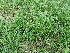  ( - 162_003)  @11 [ ] CreativeCommons-Attribution Non-Commercial Share-Alike (2020) Kostrzyca Forest Gene Bank Kostrzyca Forest Gene Bank