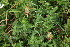  ( - 169_001)  @11 [ ] CreativeCommons-Attribution Non-Commercial Share-Alike (2020) Kostrzyca Forest Gene Bank Kostrzyca Forest Gene Bank