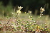  ( - 172_002)  @11 [ ] CreativeCommons-Attribution Non-Commercial Share-Alike (2020) Kostrzyca Forest Gene Bank Kostrzyca Forest Gene Bank