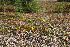 ( - 172_002)  @11 [ ] CreativeCommons-Attribution Non-Commercial Share-Alike (2020) Kostrzyca Forest Gene Bank Kostrzyca Forest Gene Bank