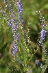  (Veronica spuria - 174_001)  @11 [ ] CreativeCommons-Attribution Non-Commercial Share-Alike (2020) Kostrzyca Forest Gene Bank Kostrzyca Forest Gene Bank