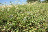  ( - 174_002)  @11 [ ] CreativeCommons-Attribution Non-Commercial Share-Alike (2020) Kostrzyca Forest Gene Bank Kostrzyca Forest Gene Bank