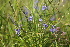  ( - 174_003)  @11 [ ] CreativeCommons-Attribution Non-Commercial Share-Alike (2020) Kostrzyca Forest Gene Bank Kostrzyca Forest Gene Bank