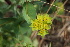  ( - 175_001)  @11 [ ] CreativeCommons-Attribution Non-Commercial Share-Alike (2020) Kostrzyca Forest Gene Bank Kostrzyca Forest Gene Bank