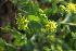  ( - 175_002)  @11 [ ] CreativeCommons-Attribution Non-Commercial Share-Alike (2020) Kostrzyca Forest Gene Bank Kostrzyca Forest Gene Bank
