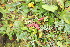  (Oxytropis carpatica - 178_001)  @11 [ ] CreativeCommons-Attribution Non-Commercial Share-Alike (2020) Kostrzyca Forest Gene Bank Kostrzyca Forest Gene Bank