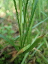  (Carex repens - 180_001)  @11 [ ] CreativeCommons-Attribution Non-Commercial Share-Alike (2020) Kostrzyca Forest Gene Bank Kostrzyca Forest Gene Bank