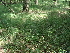  ( - 180_001)  @11 [ ] CreativeCommons-Attribution Non-Commercial Share-Alike (2020) Kostrzyca Forest Gene Bank Kostrzyca Forest Gene Bank