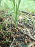  ( - 180_002)  @11 [ ] CreativeCommons-Attribution Non-Commercial Share-Alike (2020) Kostrzyca Forest Gene Bank Kostrzyca Forest Gene Bank
