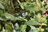  ( - 184_003)  @11 [ ] CreativeCommons-Attribution Non-Commercial Share-Alike (2020) Kostrzyca Forest Gene Bank Kostrzyca Forest Gene Bank