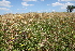  ( - 184_003)  @11 [ ] CreativeCommons-Attribution Non-Commercial Share-Alike (2020) Kostrzyca Forest Gene Bank Kostrzyca Forest Gene Bank