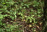  ( - 193_001)  @11 [ ] CreativeCommons-Attribution Non-Commercial Share-Alike (2020) Kostrzyca Forest Gene Bank Kostrzyca Forest Gene Bank
