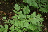  ( - 193_003)  @11 [ ] CreativeCommons-Attribution Non-Commercial Share-Alike (2020) Kostrzyca Forest Gene Bank Kostrzyca Forest Gene Bank