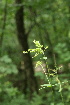  ( - 193_003)  @11 [ ] CreativeCommons-Attribution Non-Commercial Share-Alike (2020) Kostrzyca Forest Gene Bank Kostrzyca Forest Gene Bank