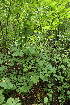  ( - 193_002)  @11 [ ] CreativeCommons-Attribution Non-Commercial Share-Alike (2020) Kostrzyca Forest Gene Bank Kostrzyca Forest Gene Bank