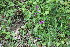  (Orchis mascula - 199_002)  @11 [ ] CreativeCommons-Attribution Non-Commercial Share-Alike (2021) Kostrzyca Forest Gene Bank Kostrzyca Forest Gene Bank