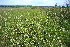  ( - 202_001)  @11 [ ] CreativeCommons-Attribution Non-Commercial Share-Alike (2021) Kostrzyca Forest Gene Bank Kostrzyca Forest Gene Bank