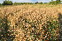  ( - 202_008)  @11 [ ] CreativeCommons-Attribution Non-Commercial Share-Alike (2021) Kostrzyca Forest Gene Bank Kostrzyca Forest Gene Bank