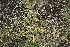  ( - 214_001)  @11 [ ] CreativeCommons-Attribution Non-Commercial Share-Alike (2021) Kostrzyca Forest Gene Bank Kostrzyca Forest Gene Bank