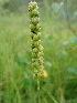  (Tofieldia calyculata - 224_003)  @11 [ ] CreativeCommons - Attribution Share-Alike (2022) Unspecified Kostrzyca Forest Gene Bank