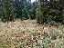  ( - 225_003)  @11 [ ] CreativeCommons-Attribution Non-Commercial Share-Alike (2021) Kostrzyca Forest Gene Bank Kostrzyca Forest Gene Bank