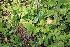  ( - 227_001)  @11 [ ] CreativeCommons-Attribution Non-Commercial Share-Alike (2021) Kostrzyca Forest Gene Bank Kostrzyca Forest Gene Bank