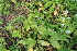  ( - 227_002)  @11 [ ] CreativeCommons-Attribution Non-Commercial Share-Alike (2021) Kostrzyca Forest Gene Bank Kostrzyca Forest Gene Bank
