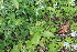  ( - 227_003)  @11 [ ] CreativeCommons-Attribution Non-Commercial Share-Alike (2021) Kostrzyca Forest Gene Bank Kostrzyca Forest Gene Bank