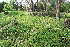  ( - 227_003)  @11 [ ] CreativeCommons-Attribution Non-Commercial Share-Alike (2021) Kostrzyca Forest Gene Bank Kostrzyca Forest Gene Bank