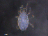  ( - BIOUG32475-B06)  @11 [ ] CreativeCommons - Attribution (2019) CBG Photography Group Centre for Biodiversity Genomics