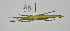  (Diapherodes dominicae - WG1PHANT22-001)  @11 [ ] CreativeCommons - Attribution Share-Alike (2023) Unspecified Association pour la Systematique des Phasmes et l'Etude de leur Repartition