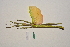  (Diapherodes angulata - WG1PHANT22-079)  @11 [ ] CreativeCommons - Attribution Share-Alike (2023) Unspecified Association pour la Systematique des Phasmes et l'Etude de leur Repartition