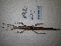  (Diapherodes jamaicensis - WG1PHAJA20-010)  @11 [ ] Copyright (2020) Yannick Bellanger Association pour la Systématique des Phasmes et l'Etude de leur Répartition