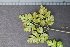  ( - BHAK-05533)  @11 [ ] CreativeCommons - Attribution No Derivatives (2018) Hakai Institute Hakai Institute