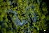  ( - L-780)  @11 [ ] CreativeCommons Attribution Non-Commercial No Derivatives (2018) Matt Lemay Hakai Institute