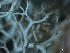  ( - L-763)  @11 [ ] CreativeCommons Attribution Non-Commercial No Derivatives (2018) Matt Lemay Hakai Institute