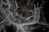  ( - L-763)  @11 [ ] CreativeCommons Attribution Non-Commercial No Derivatives (2018) Matt Lemay Hakai Institute