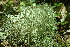  ( - L-821)  @11 [ ] CreativeCommons Attribution Non-Commercial No Derivatives (2018) Matt Lemay Hakai Institute