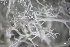  ( - L-821)  @11 [ ] CreativeCommons Attribution Non-Commercial No Derivatives (2018) Matt Lemay Hakai Institute